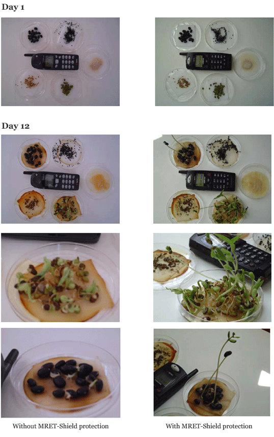 Image of test performed on plant seeds, beans and yeast.