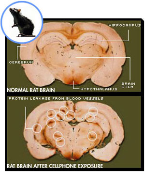 Image of rat brain cross sections.